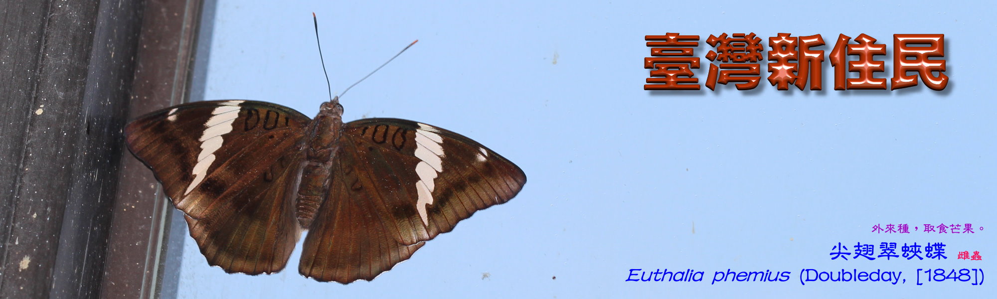 中華國小出現近年來移居台灣的尖翅翠蛺蝶
